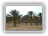 oasis_dattes