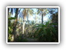 oasis_gabes