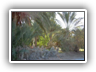oasis_tozeur